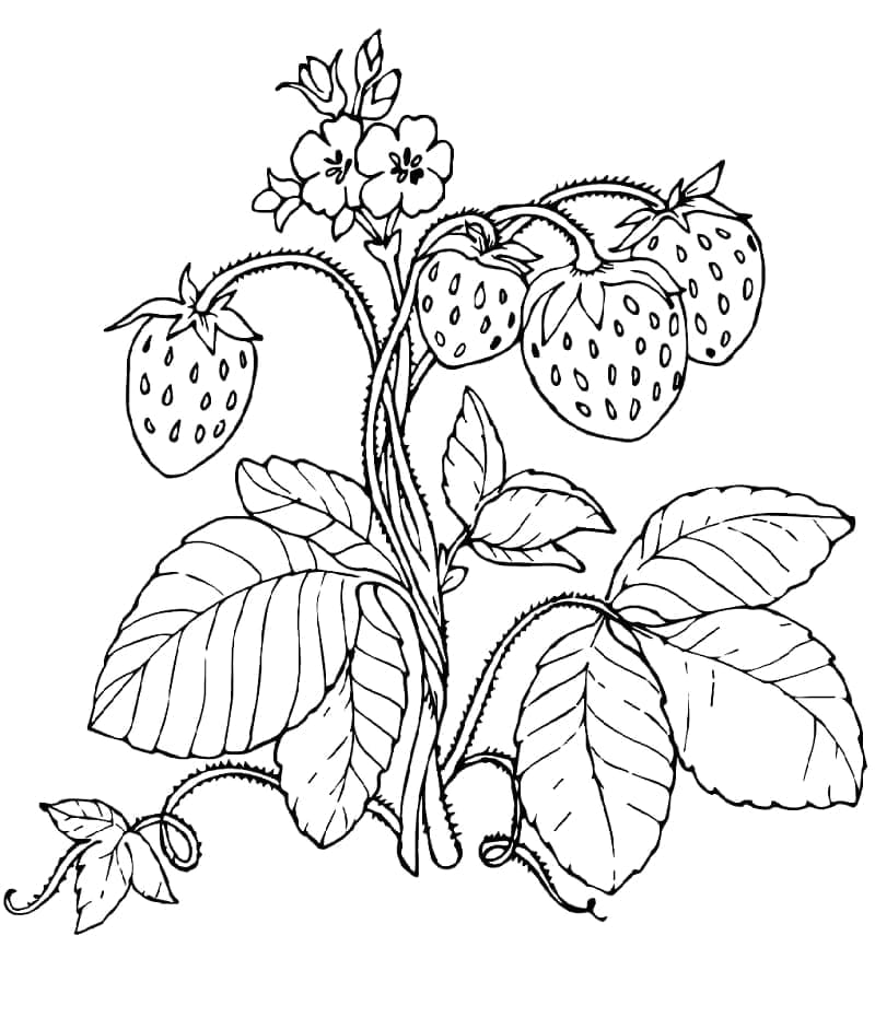 Kleuring Van Aardbeien Planten