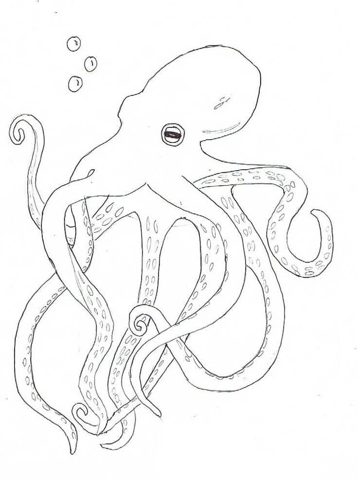 Basistekening Octopus