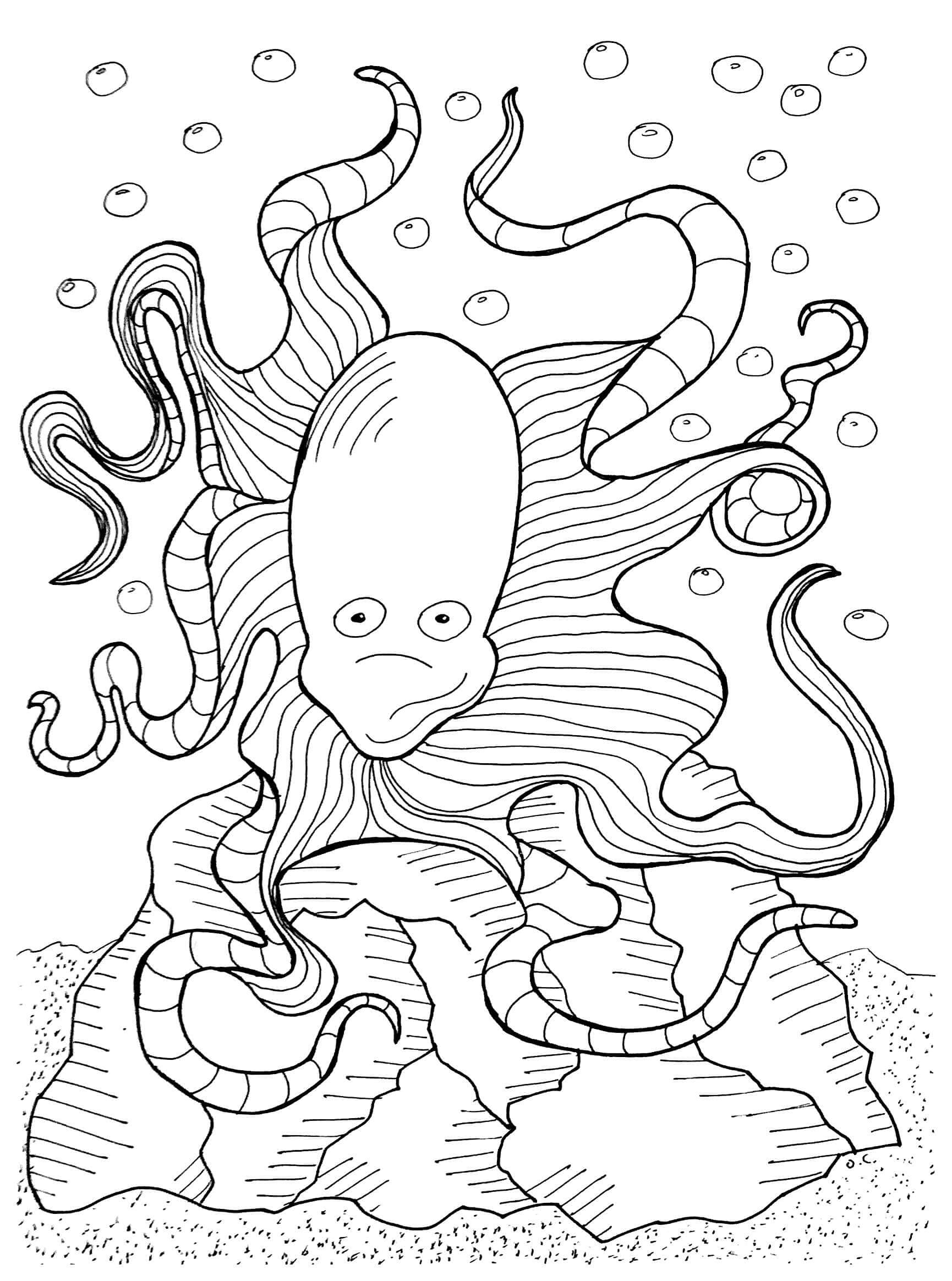 Enge octopus