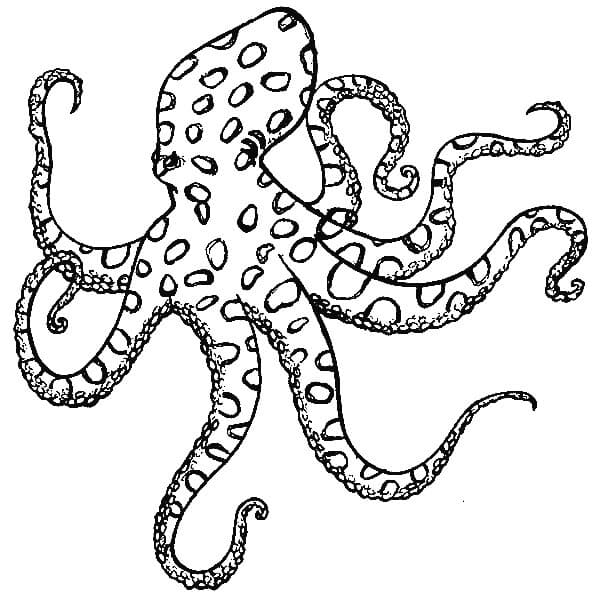 Geweldige octopus