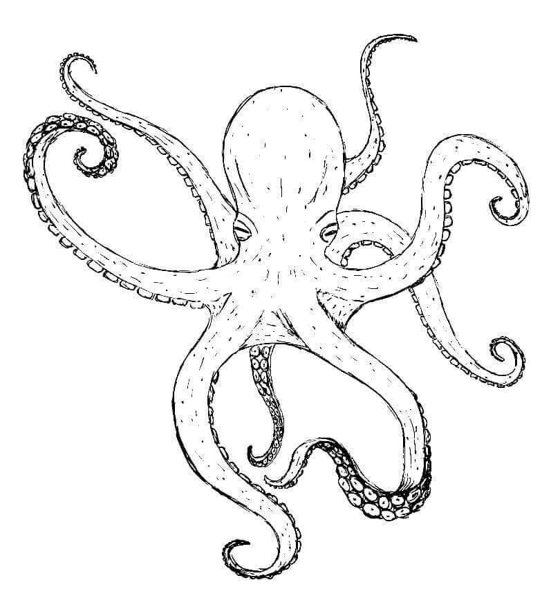 Geweldige octopus schattig