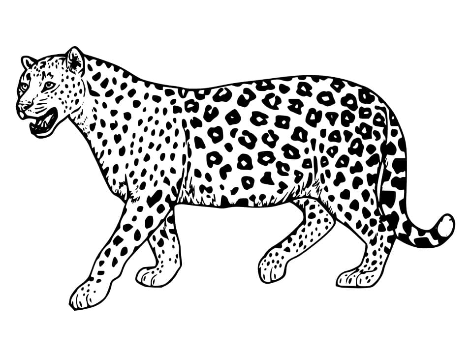 Jaguar Gaaf