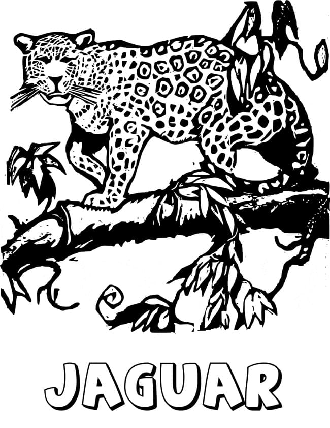 Jaguar Klimt In Boom