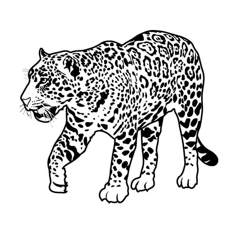Jaguar Langzaam