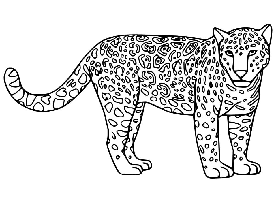 Jaguar Prachtig