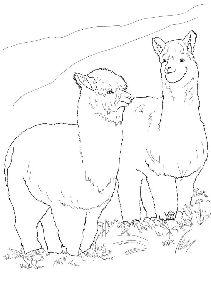 Twee Harige Alpaca's