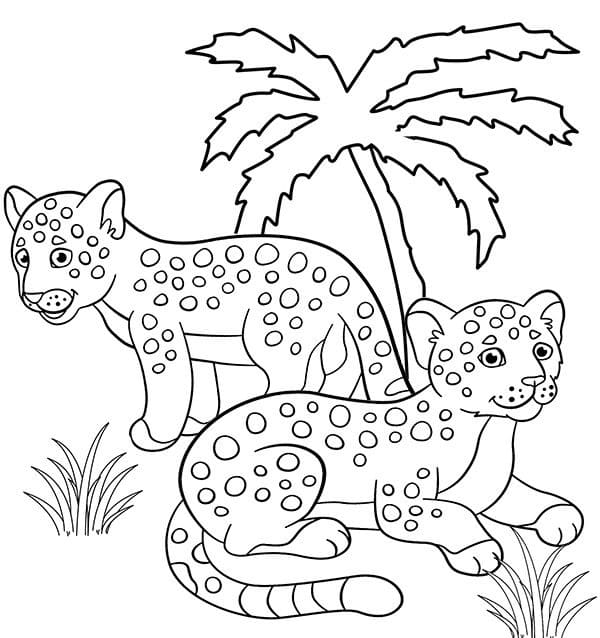 Twee Jaguars