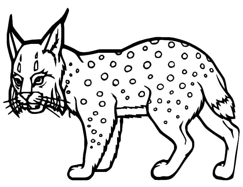 Afdrukbare Lynx Leuk