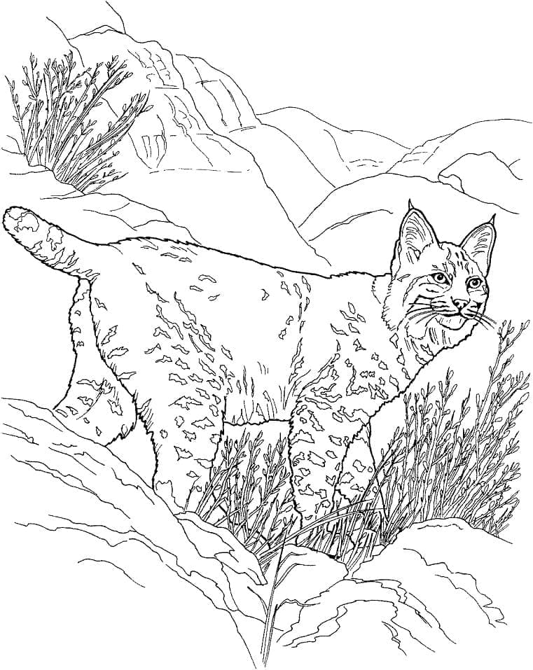 Afdrukbare Lynxafbeelding