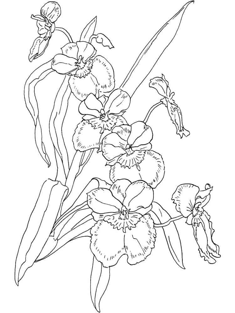 Afdrukbare Mooie Orchideebloem