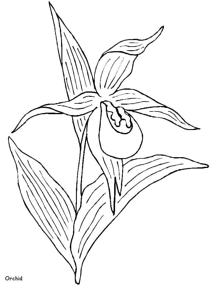 Afdrukbare Orchideebloem