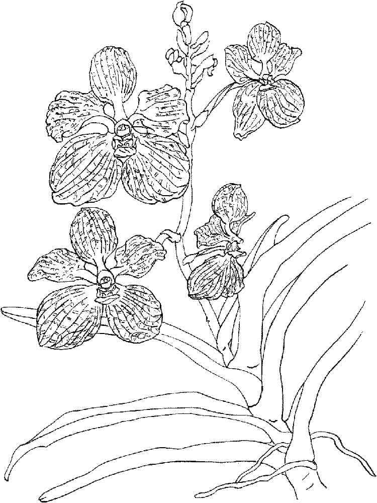 Afdrukken Mooie orchideebloem