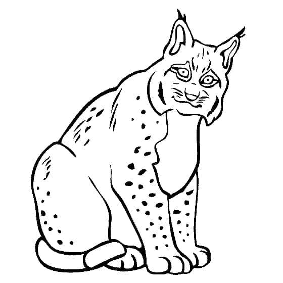 Een Lynx