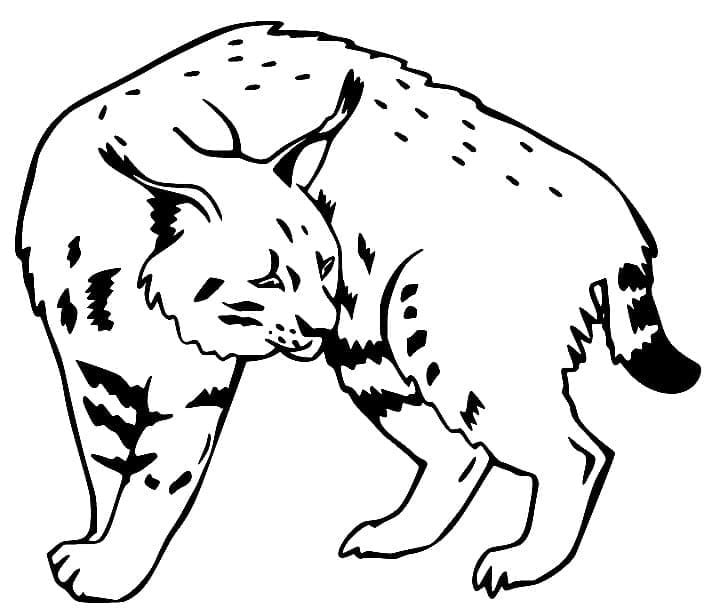 Gratis Afdrukbare Lynx