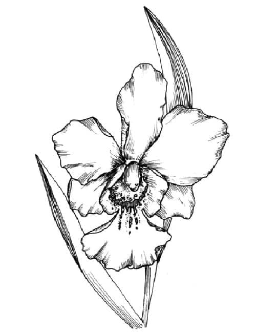 Gratis Afdrukbare Orchideebloem