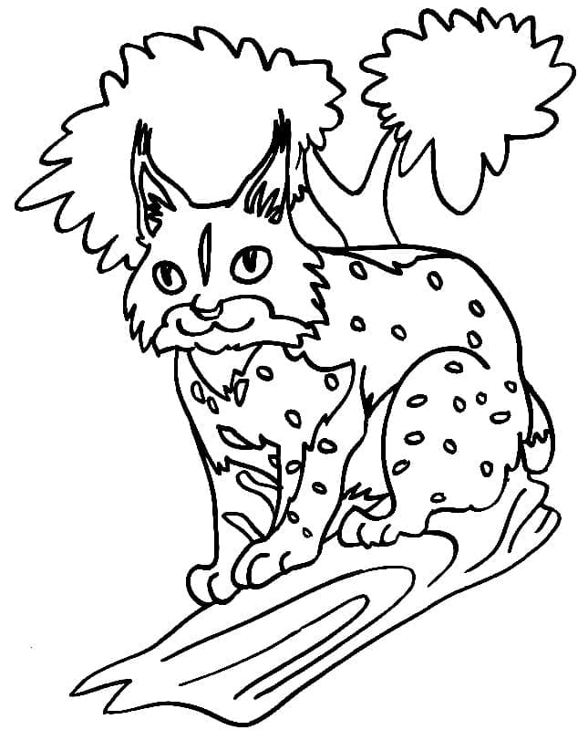Kleine Lynx