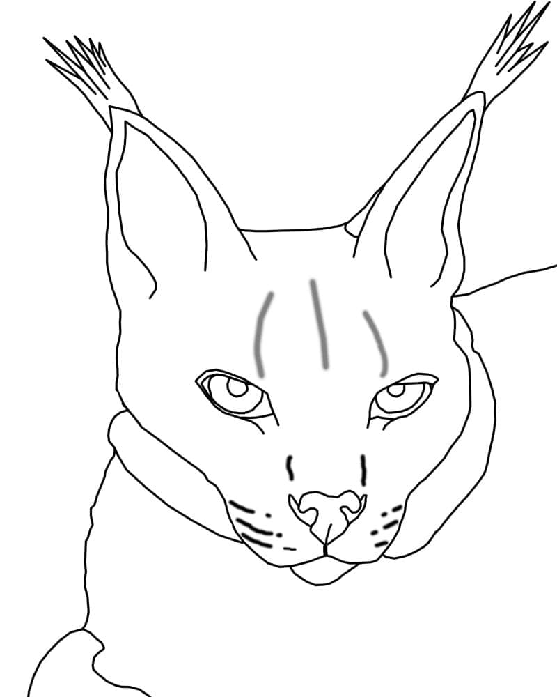 Lynx Gezicht