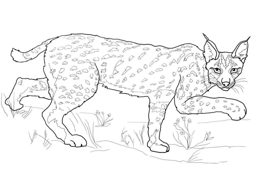 Lynx Kat