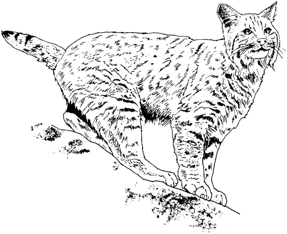 Lynx Om Af Te Drukken