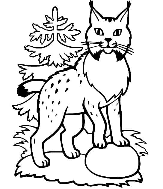 Lynx Wilde Kat
