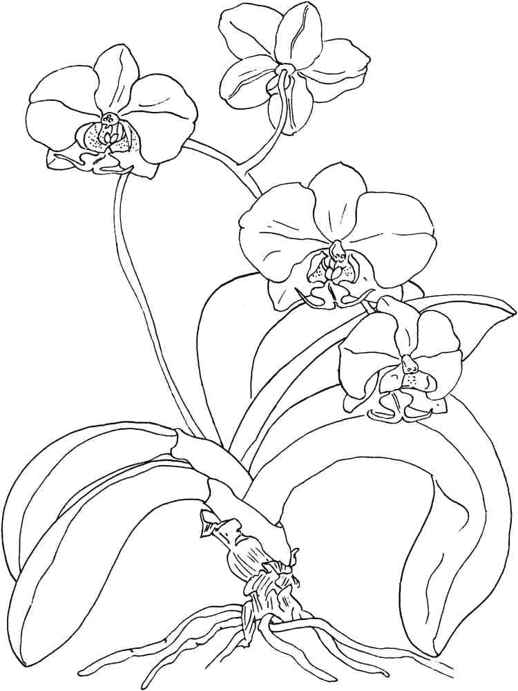 Mooie Orchidee