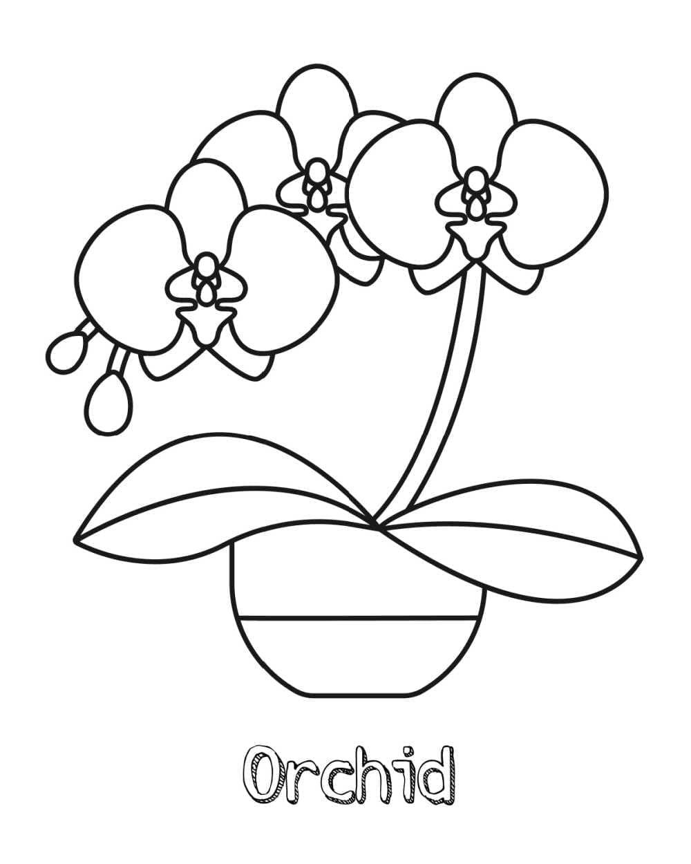 Mooie Orchidee Schattig