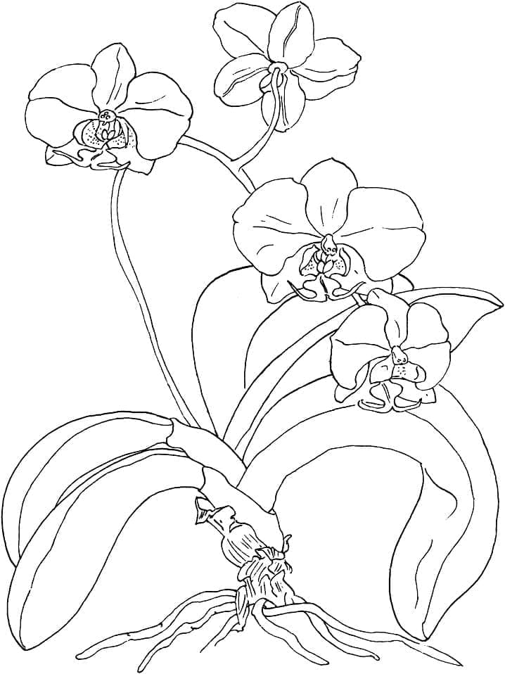 Mooie Orchideebloem Gratis