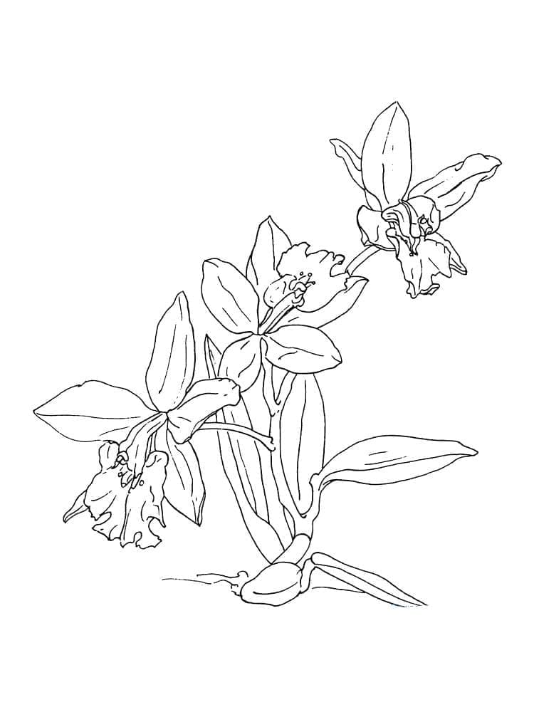 Mooie Orchideebloem