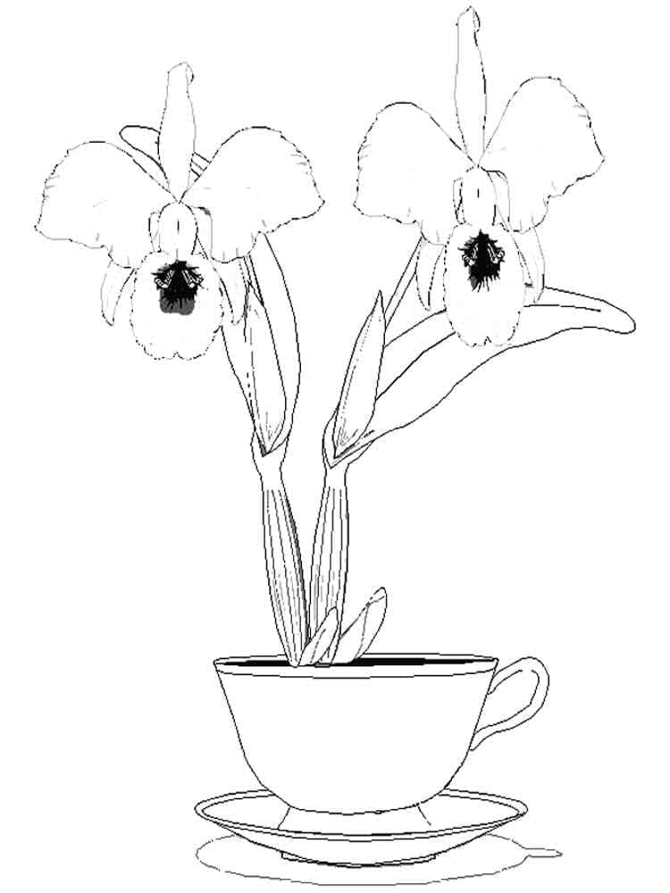 Mooie orchideeën Gratis