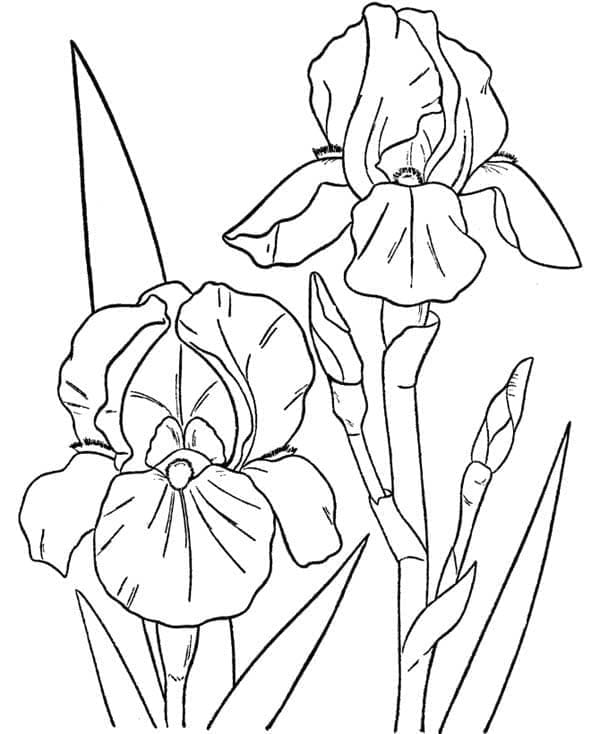 Mooie Orchideeën