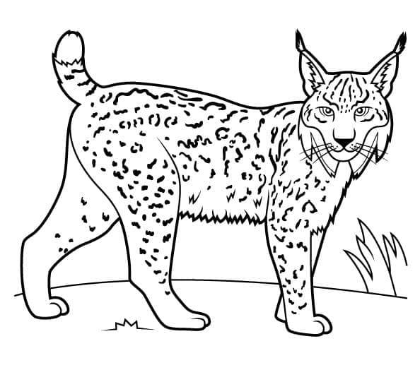 Normale Lynx