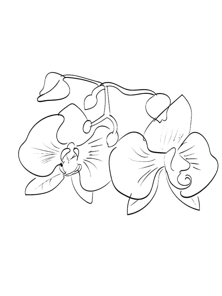 Orchideebloem Afdrukbaar