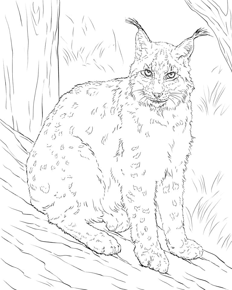 Realistische Lynx