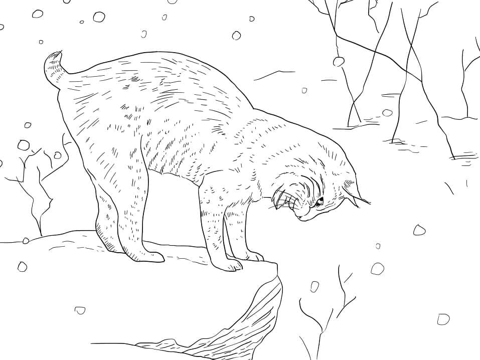 Sneeuw Lynx