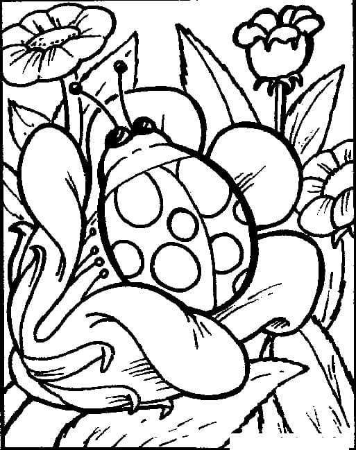 Lieveheersbeestje op een bloem