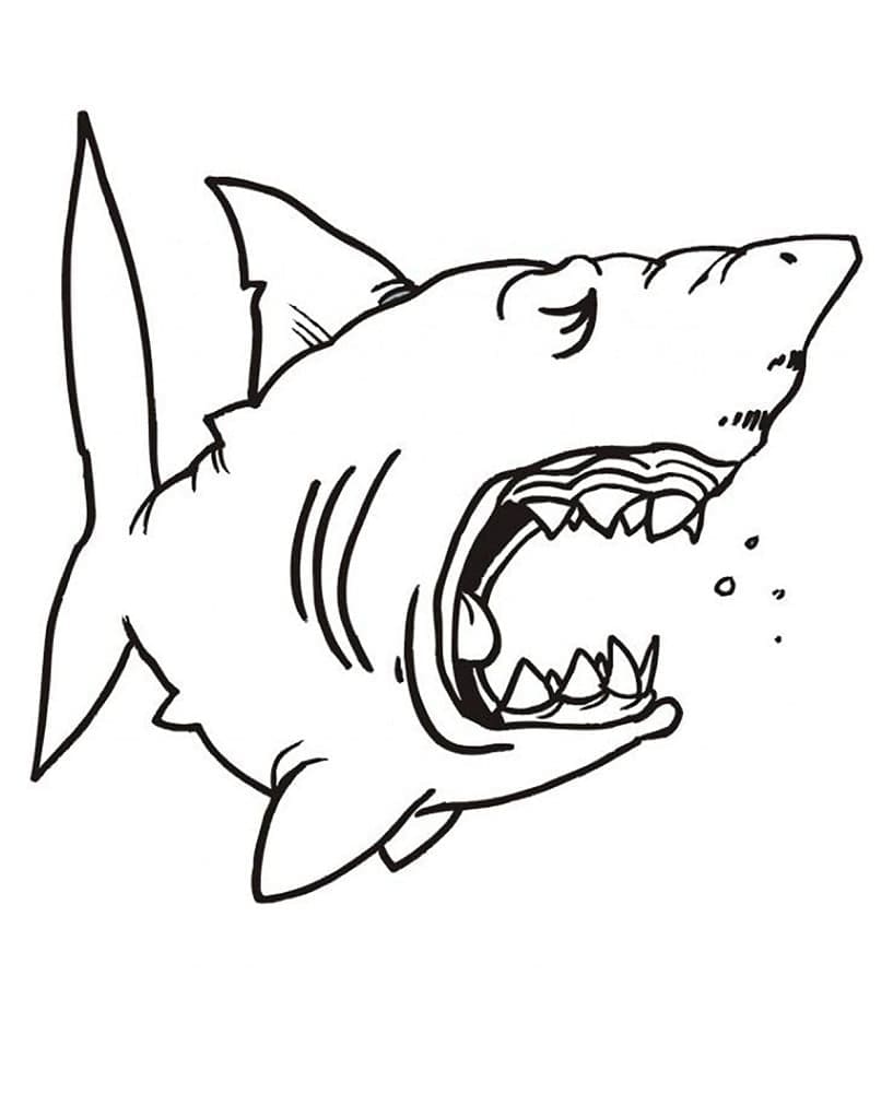 Een hongerige haai