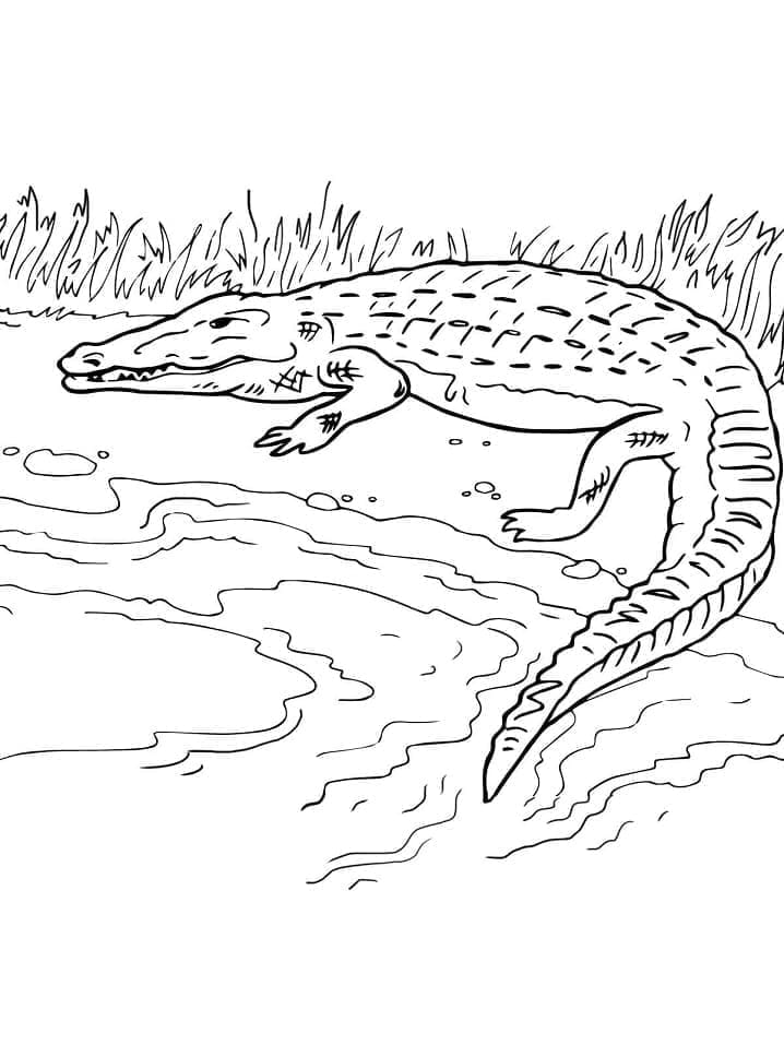 Een krokodil