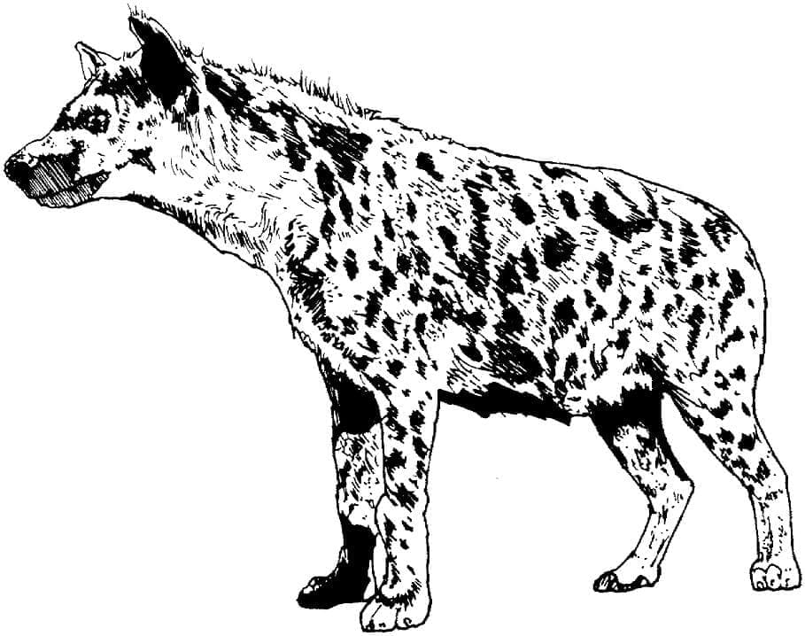 Hyena gratis afdrukbaar