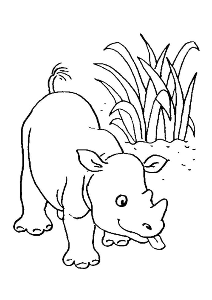 Baby-neushoorn