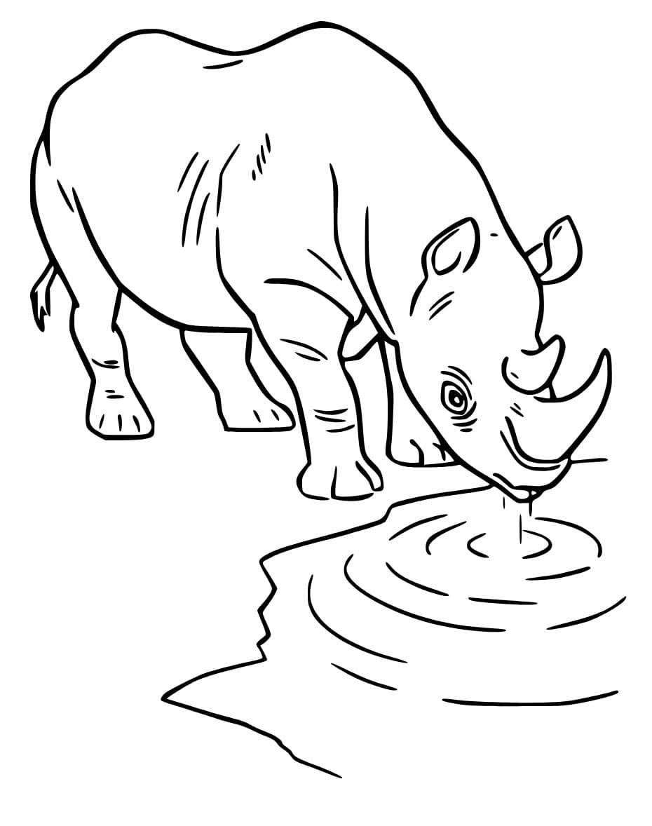 Neushoorn drinkt water