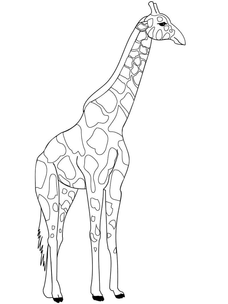 Giraffe Tekening