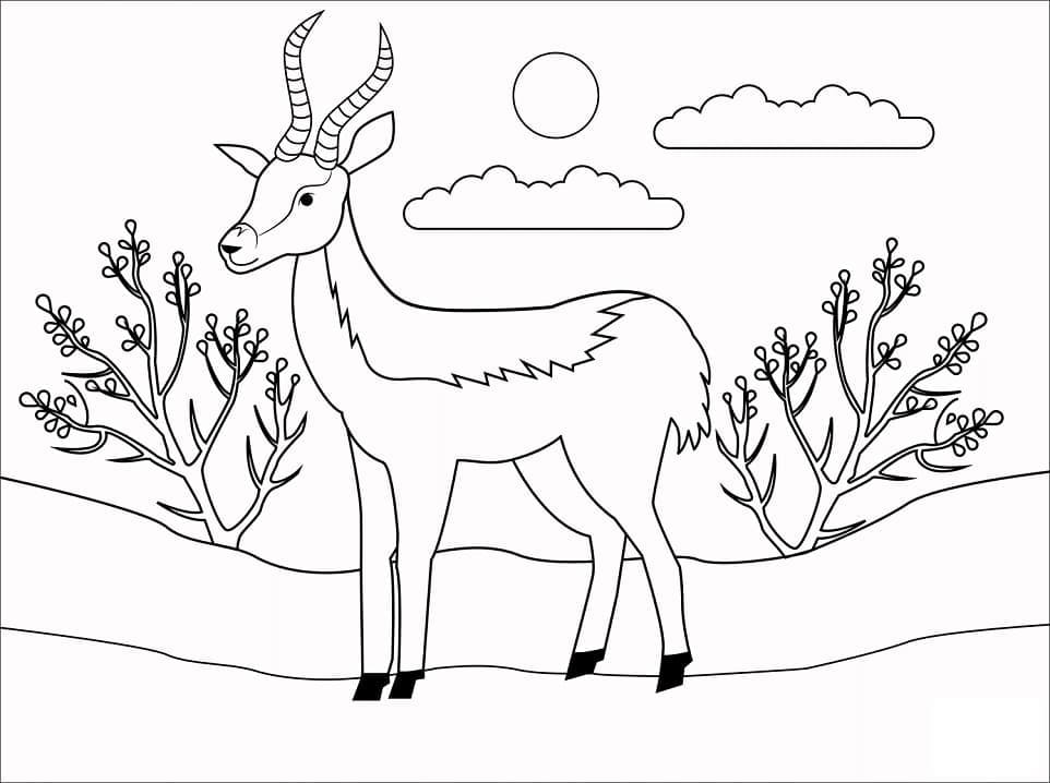 Antilope Makkelijk