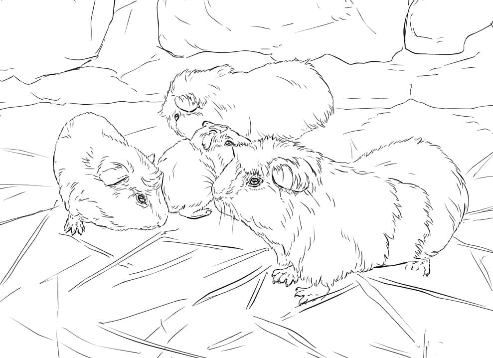 Cavia familie