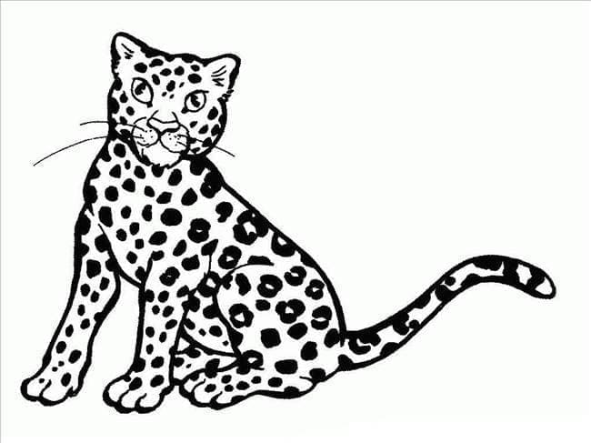 Cheetah gratis voor kinderen