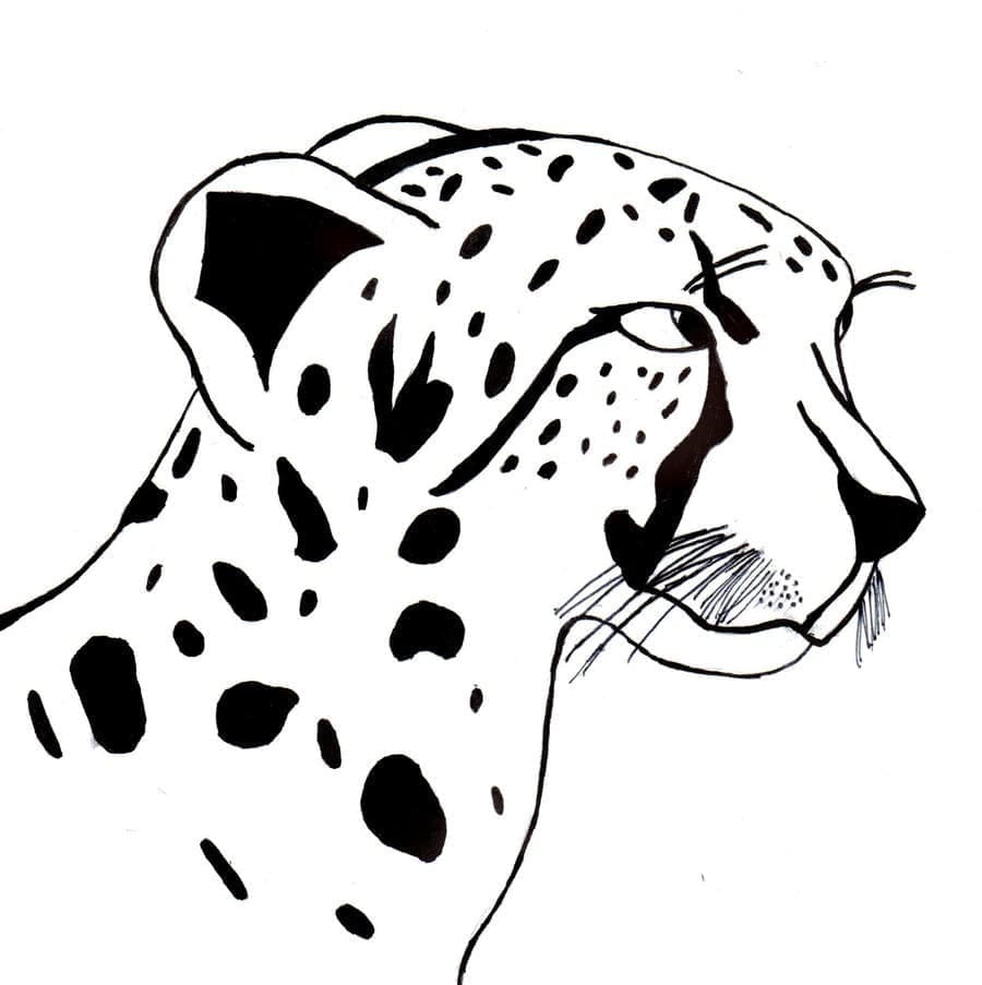 Cheetah kijkt