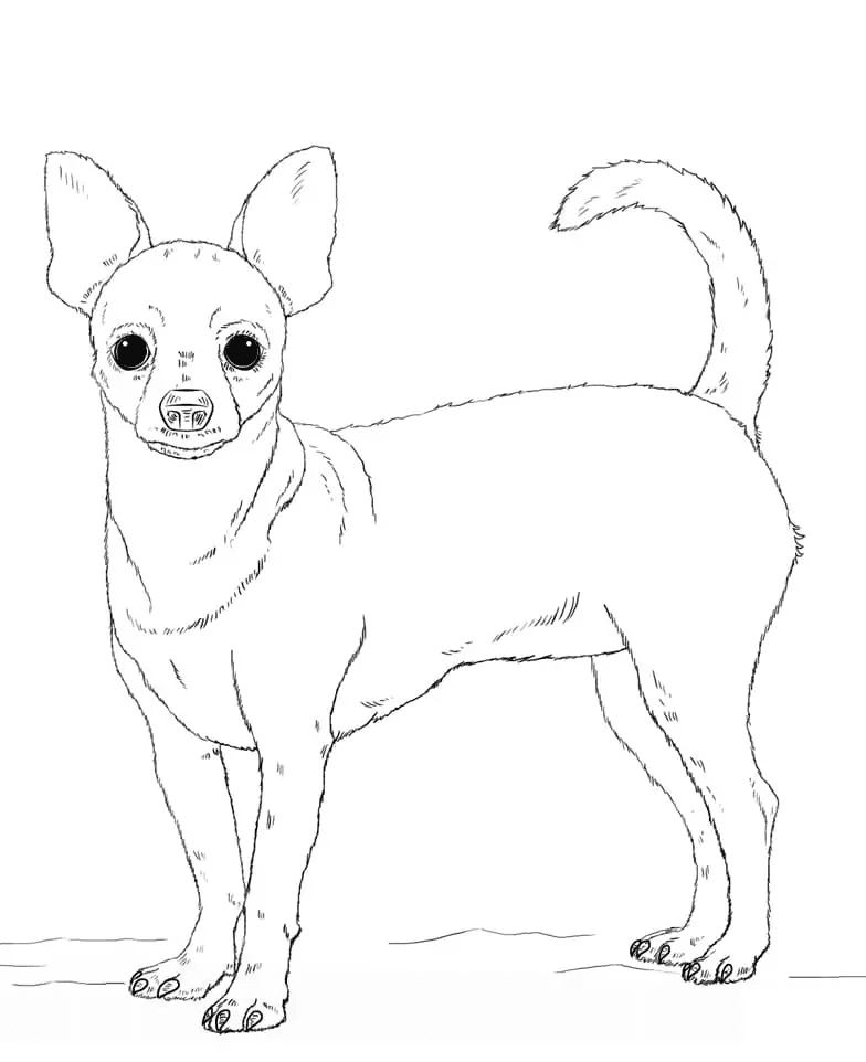 Chihuahua-hond