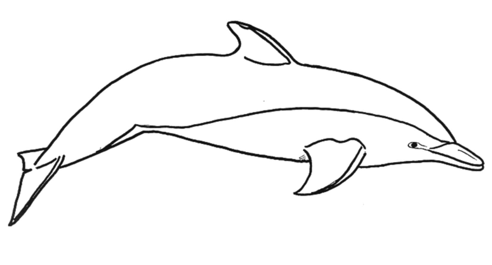 Dolfijn