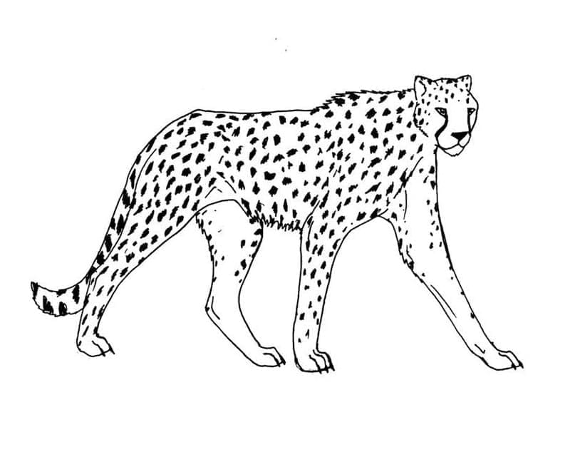 Een cheetah