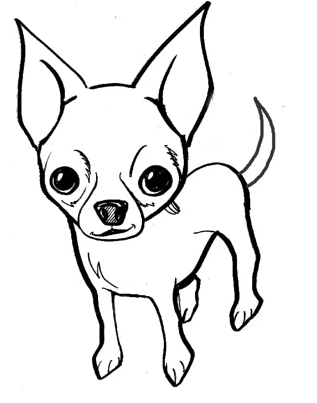 Een chihuahua