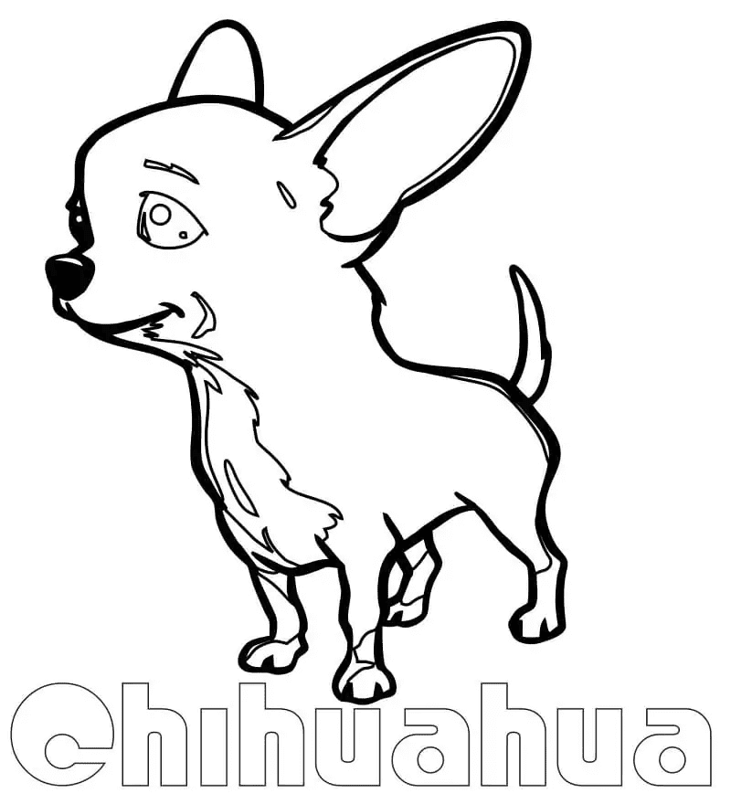 Een schattige chihuahua